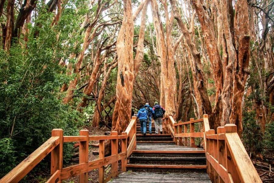 Bariloche: Arrayanes Forest and Victoria Island Tour - Key points to know before booking
