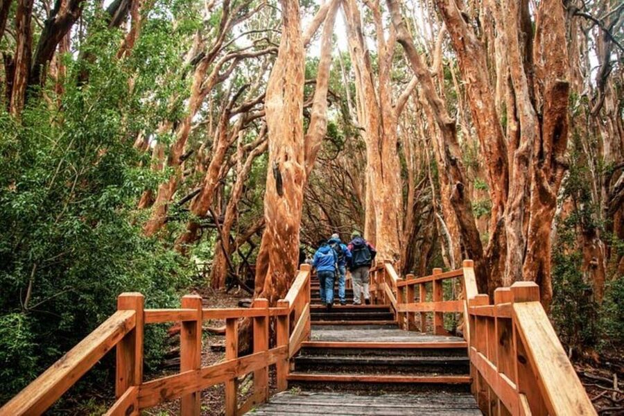 Bariloche: Arrayanes Forest and Victoria Island Tour - The wooden track through Arrayanes Forest