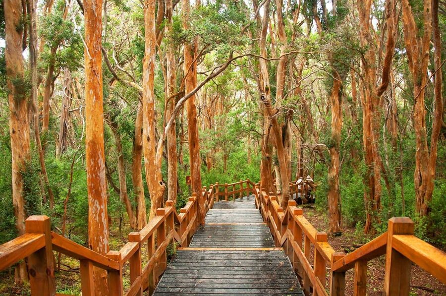 Bariloche: Victoria Island and Arrayanes Forest Navigation - Practical booking advice