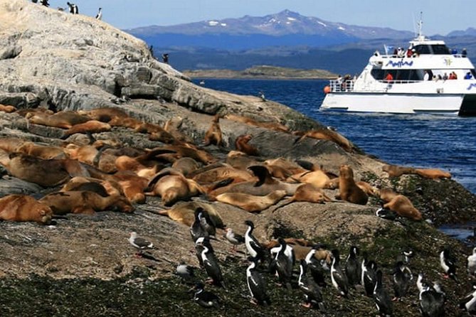 Beagle Channel Navigation - Sea Lions Island - Alicia’s Island and the first sea lions