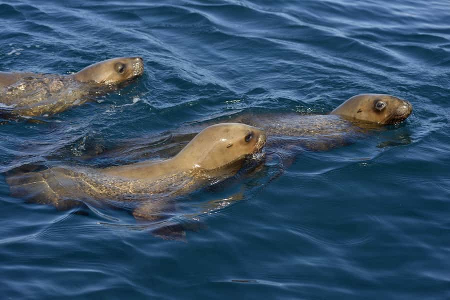 Best Tour to Peninsula Valdes - Three hours in Puerto Pirámides