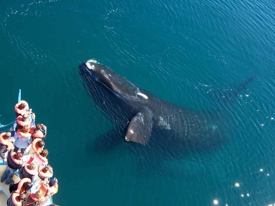Best Tour to Peninsula Valdes - Punta Delgada and the southern coast