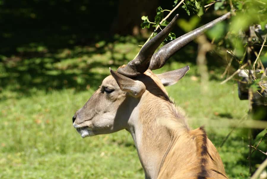 Buenos Aires: Bioparque Temaiken with Transfers - Why Temaikèn works as a Buenos Aires day trip