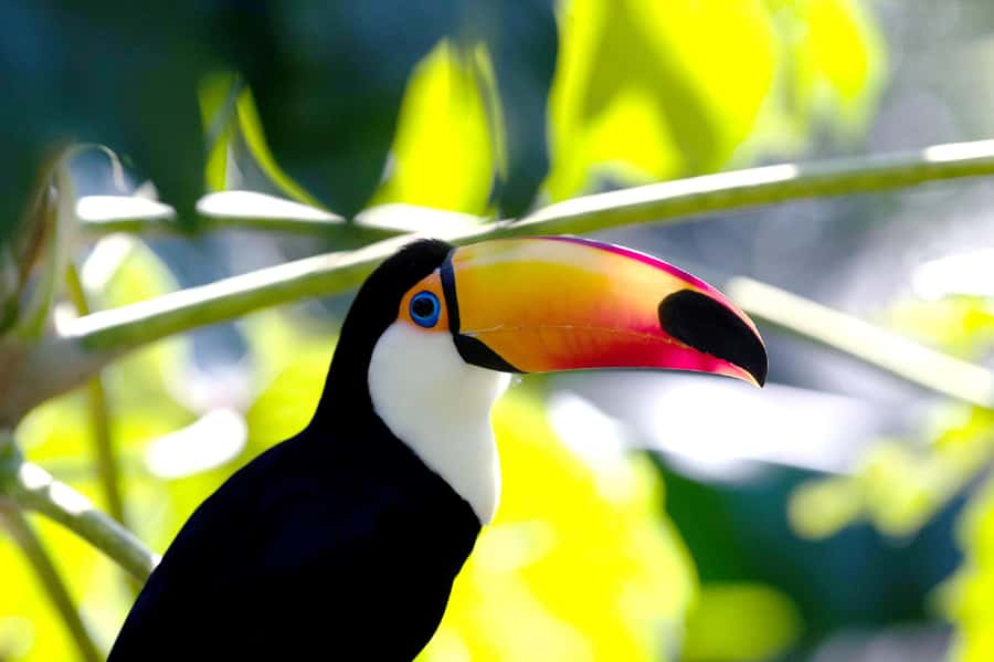 Buenos Aires: Bioparque Temaiken with Transfers - Argentina’s wildlife in the native zone