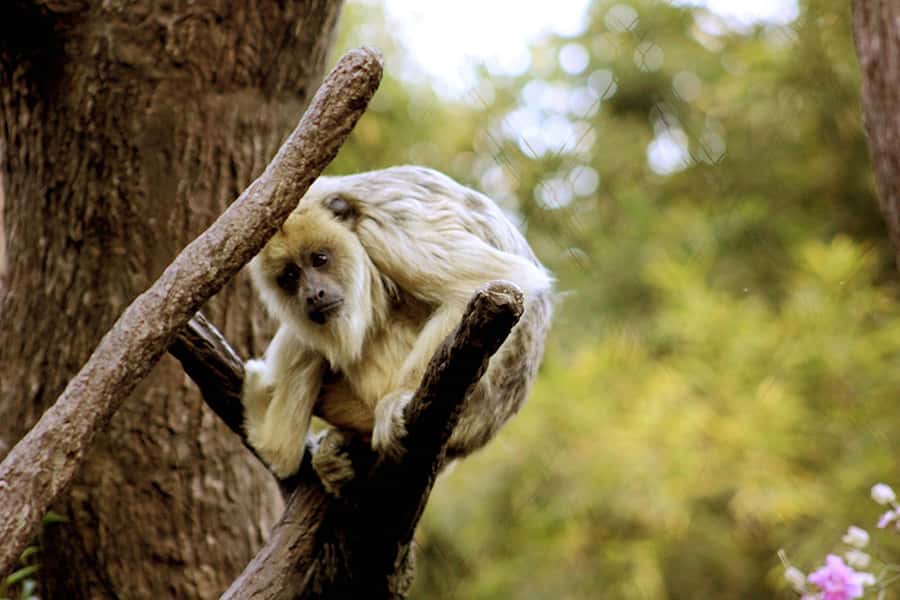 Buenos Aires: Bioparque Temaiken with Transfers - What the five-hour visit feels like