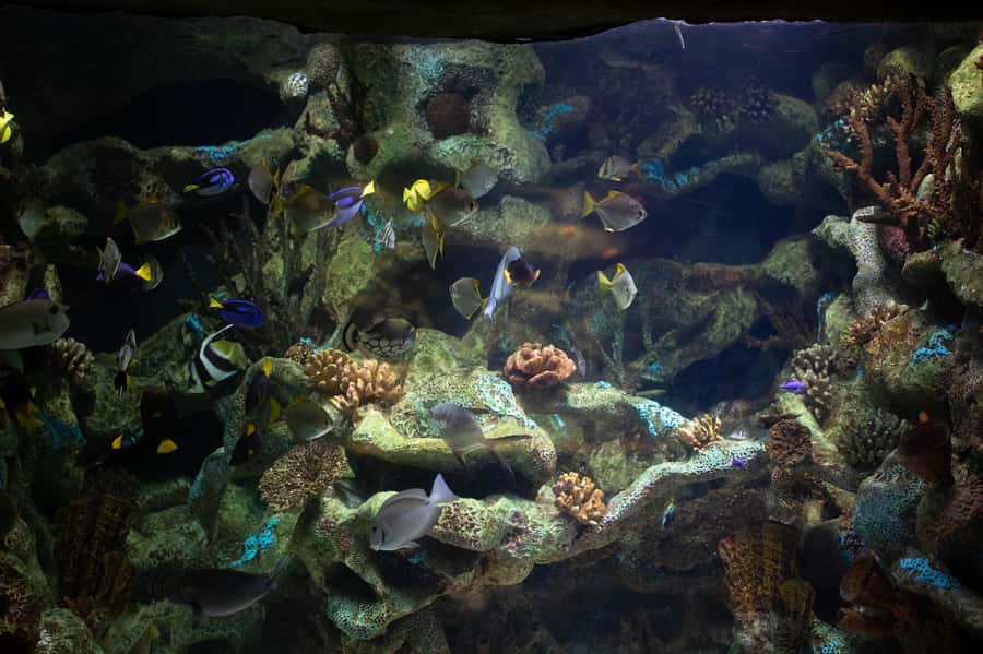 Buenos Aires: Bioparque Temaiken with Transfers - Who should choose this experience?