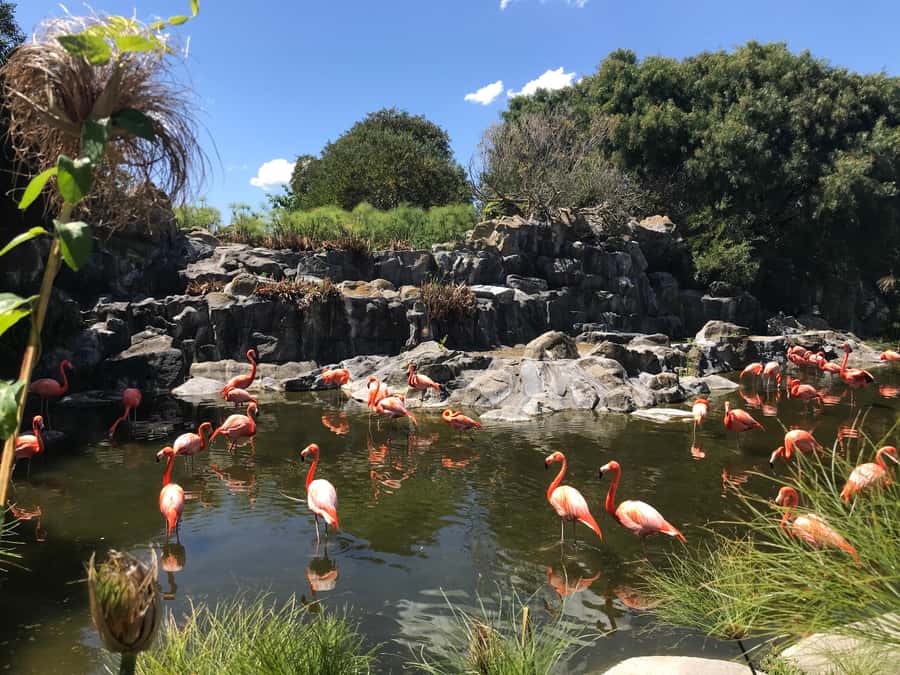 Buenos Aires: Bioparque Temaiken with Transfers - The morning pickup and ride from Buenos Aires