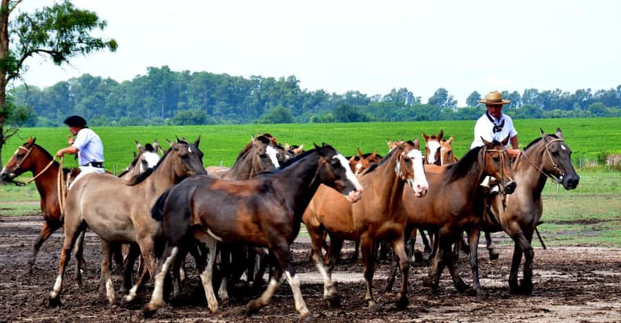Buenos Aires: Santa Susana Ranch Day Tour, BBQ & Shows - Is $270 a fair price?