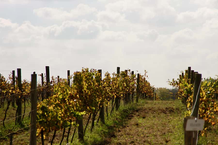Buenos Aires: Wine Tasting and Lunch at Bodega Gamboa - Practical details that improve the day