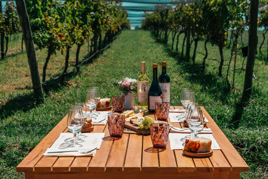 Buenos Aires: Wine Tasting & Lunch at Gamboa Vineyard - A country escape without a Mendoza-sized commitment