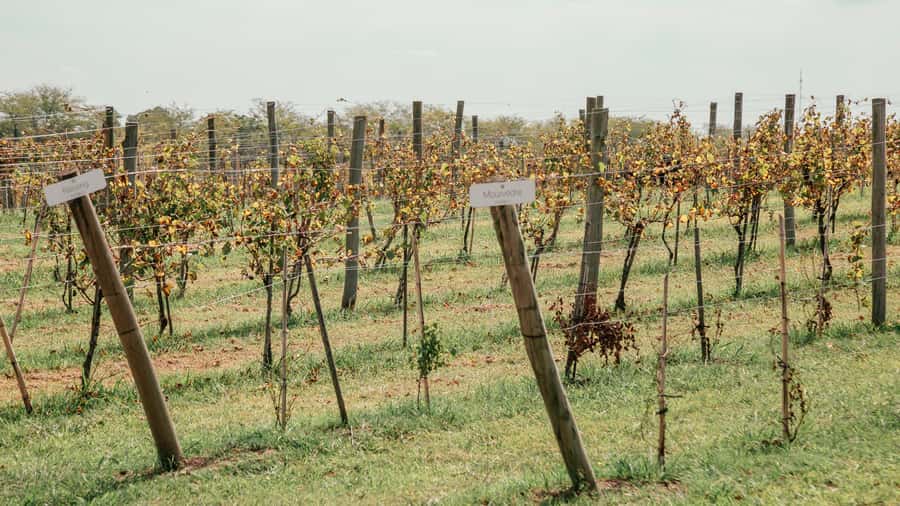 Buenos Aires: Wine Tasting & Lunch at Gamboa Vineyard - Inside Bodega Gamboa, the wine story continues