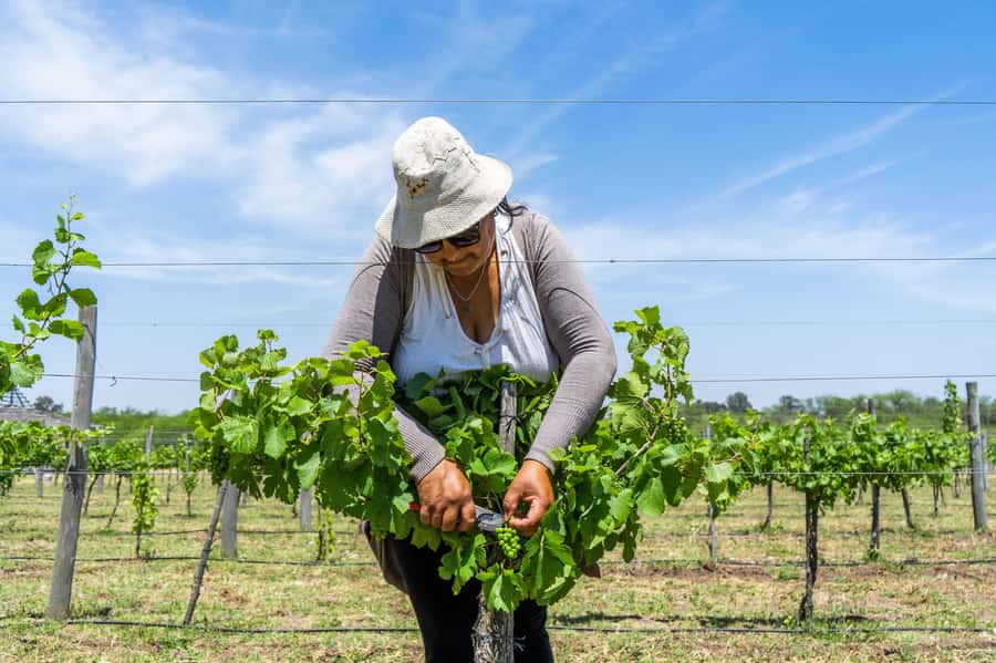 Buenos Aires: Wine Tasting & Lunch at Gamboa Vineyard - What the strongest praise tells you