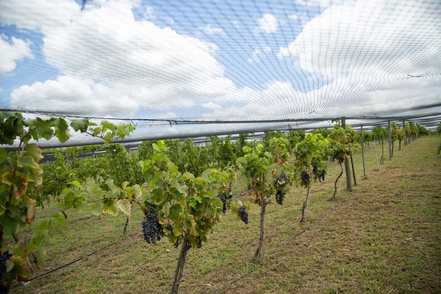 Buenos Aires: Wine Tasting & Lunch at Gamboa Vineyard - My verdict on Bodega Gamboa