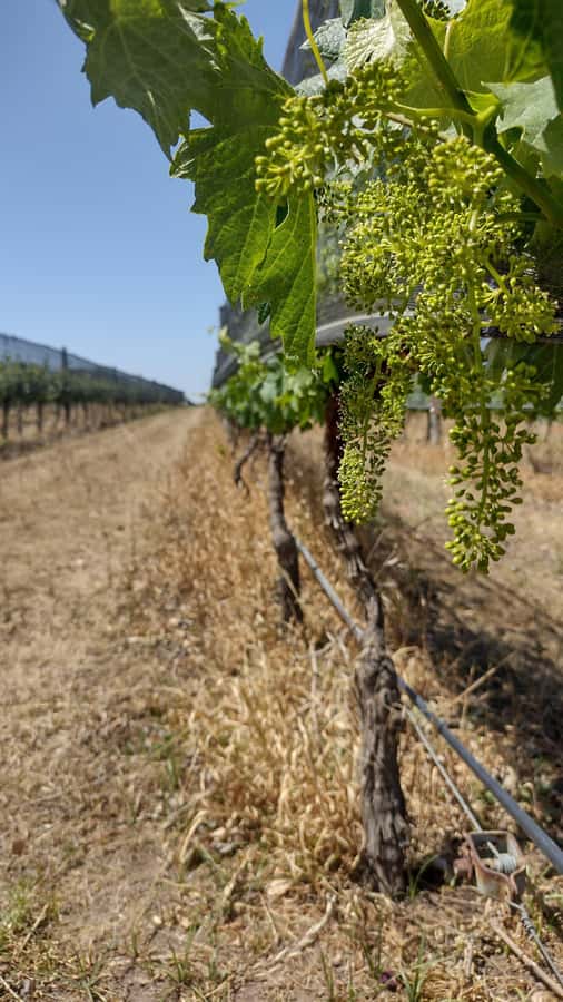 Córdoba: Wine Tour Privado a Colonia Caroya - Día completo - Key points to know before booking