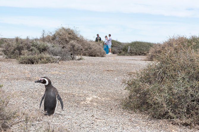 Cruise Shore Excursion Ea San Lorenzo Peninsula Valdes - Patagonia - Argentina - The drive from Puerto Madryn takes patience