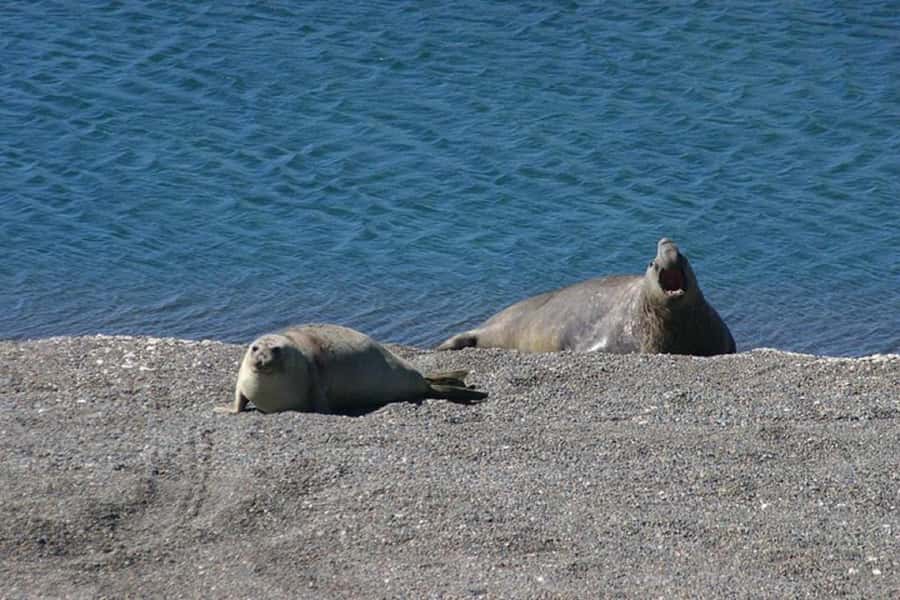 Cruise Shore Excursion Peninsula Valdes - Box Lunch Included - Caleta Valdés and the elephant seal colony