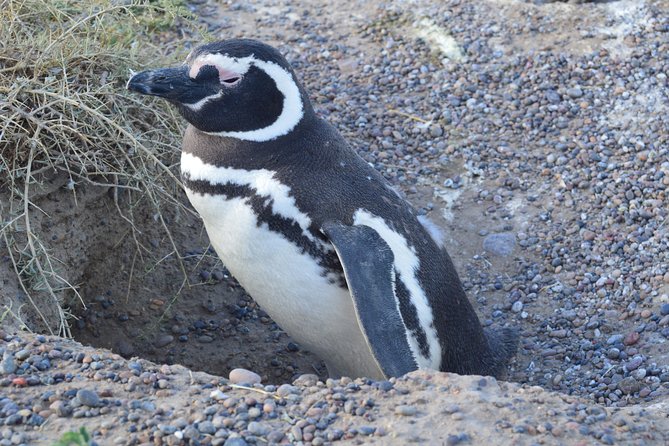 Cruise Shore Excursion Peninsula Valdes - Pto Madryn - Patagonia - Argentina - Why Peninsula Valdes is worth the effort