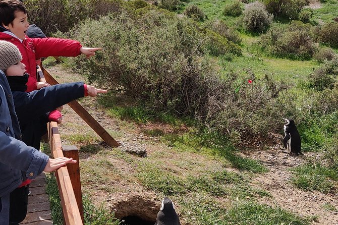 Cruise Shore Excursion Punta Tombo with Boxlunch from Pto Madryn - Why Punta Tombo is worth the drive