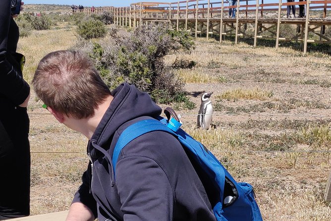 Cruise Shore Excursion Punta Tombo with Boxlunch from Pto Madryn - Two hours with penguins, not a rushed photo stop