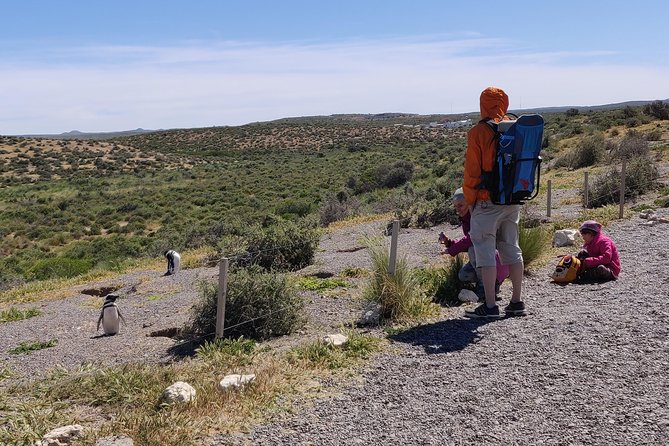 Cruise Shore Excursion Punta Tombo with Boxlunch from Pto Madryn - The journey from Puerto Madryn
