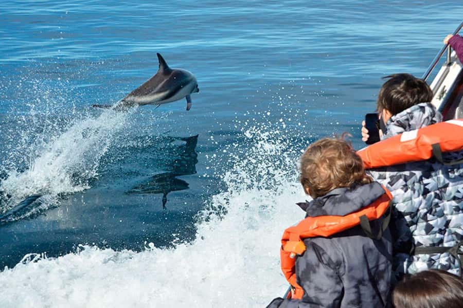 Dolphin Watching Adventure - Leaving From Muelle Comandante Luis Piedra Buena