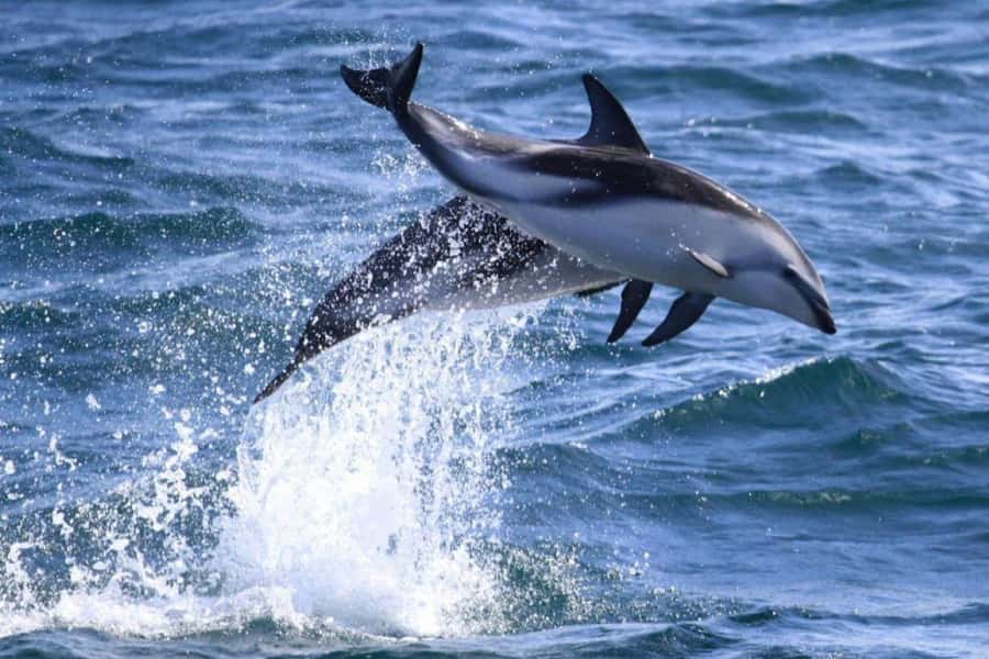 Dolphin Watching Adventure - Punta Loma Sea Lions and Seabirds