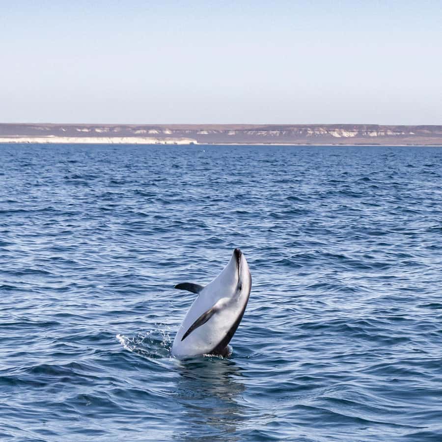 Dolphin Watching Adventure - Guides, Languages, and Explanations