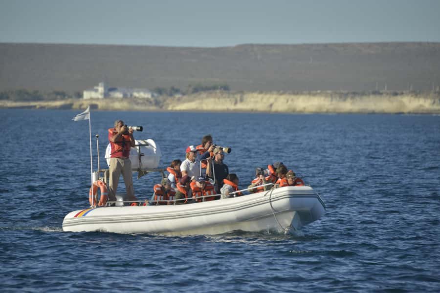 Dolphin Watching Adventure - Who Will Enjoy This Trip Most?