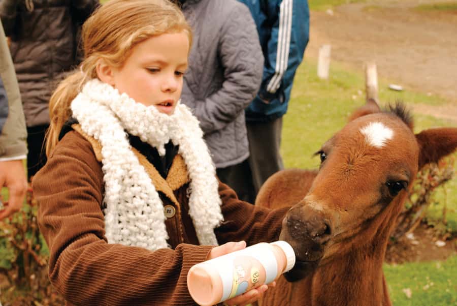El Calafate: Estancia 25 de Mayo Tour with Dinner & Transfer - Why this estancia visit feels more genuine