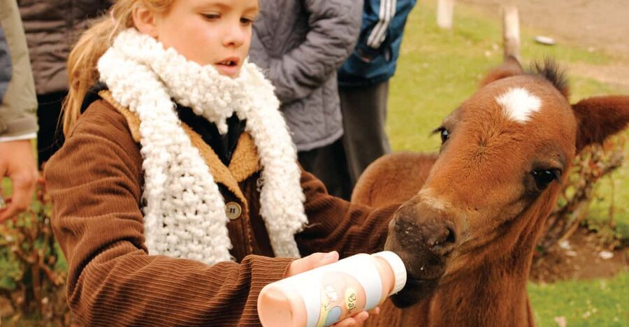 El Calafate: Estancia 25 de Mayo Tour with Dinner & Transfer - Is $109 a fair price?