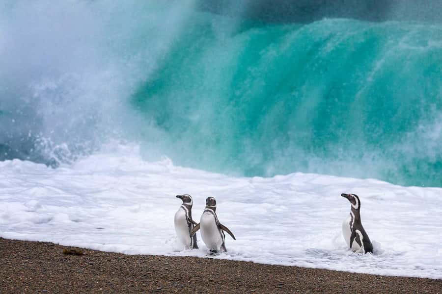 El Calafate: Monte León 4x4 Wolves and Penguins Excursion - Should You Book Monte León?