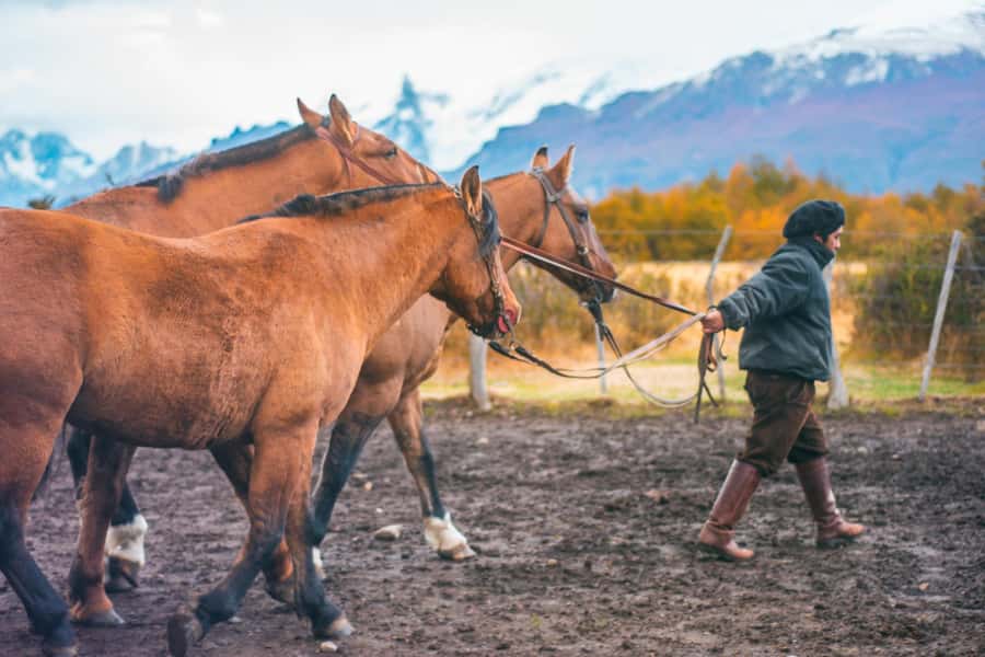 El Calafate: Nibepo Aike Ranch with Horseback Riding - Key points to know before you go