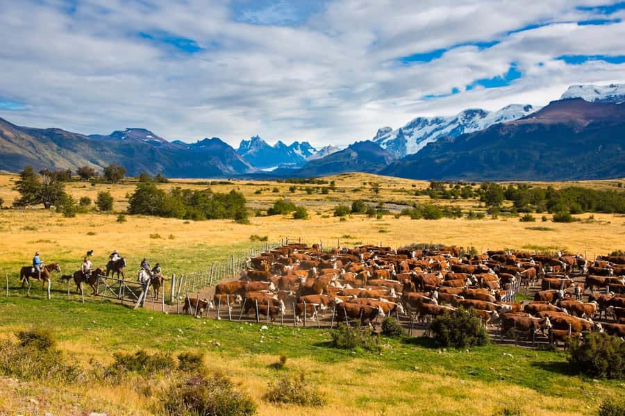 El Calafate: Nibepo Aike Ranch with Horseback Riding - Gaucho traditions, sheep shearing, and the old ranch story