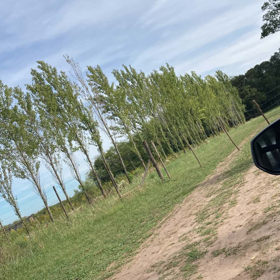 Enjoy a Rural Experience in a Vineyard near Buenos Aires - Tasting Malbec, Pinot Noir, and Cabernet Franc