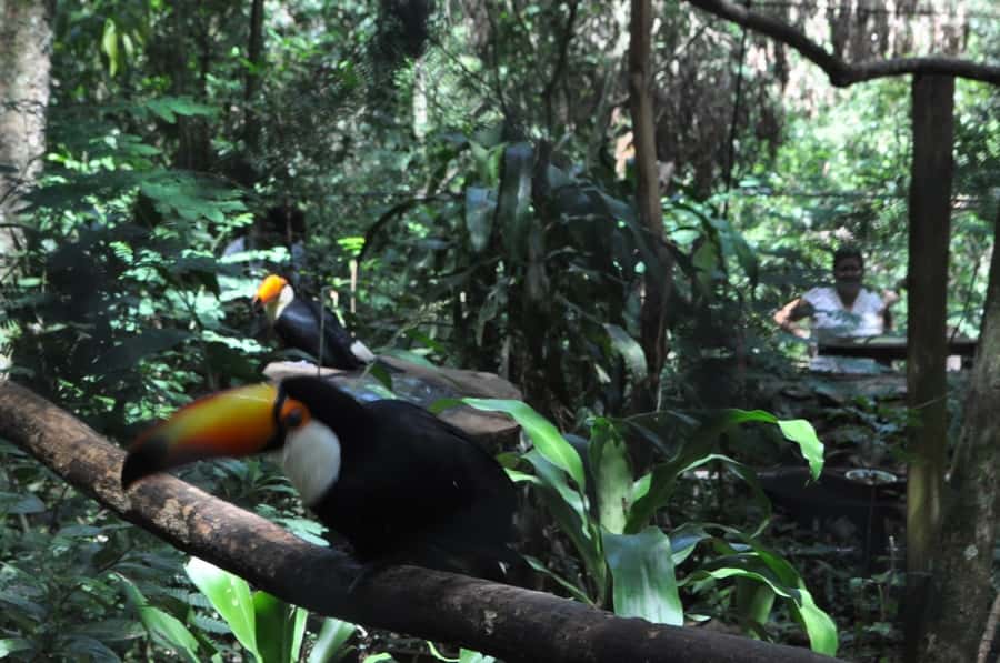 From Buenos Aires: 3-Day Iguazu Falls Tour with Airfare - Why three days is the right amount of time for Iguazu