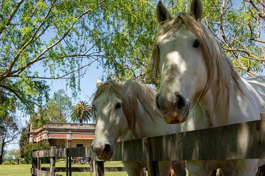 From Buenos Aires: Gaucho and Ranch Day Tour - Folk music, dancing, and gaucho skill