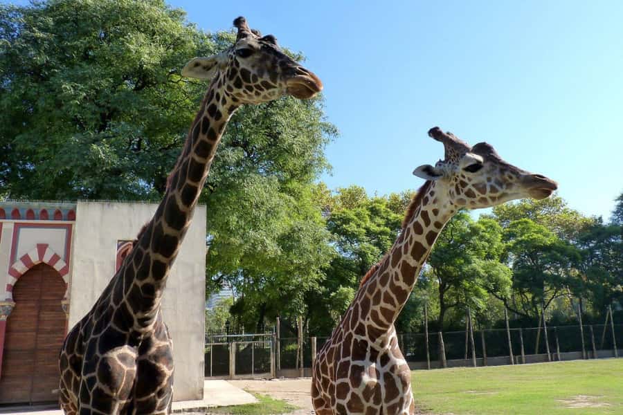 From Buenos Aires: Temaiken Zoo Tour with Ticket Included - Key details before you book