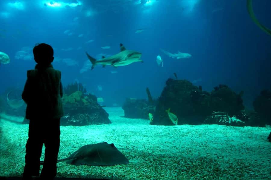 From Buenos Aires: Temaiken Zoo Tour with Ticket Included - Who will enjoy this outing most?