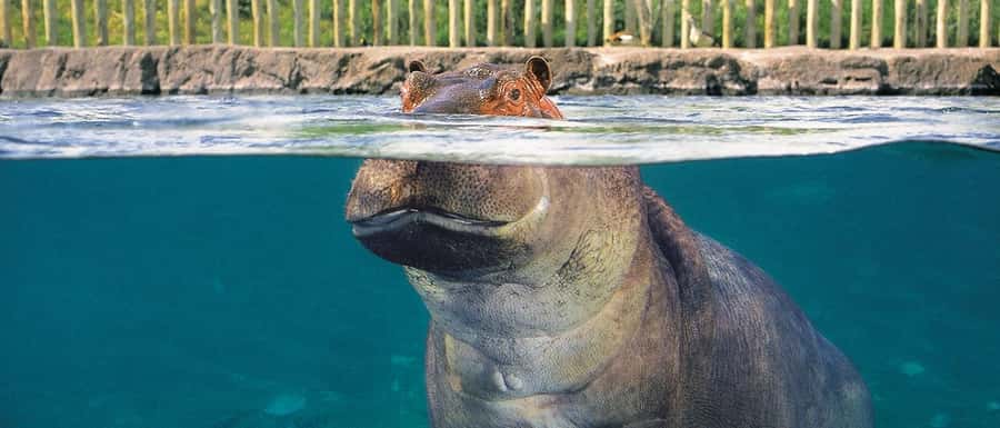 From Buenos Aires: Temaiken Zoo Tour with Ticket Included - Leaving Buenos Aires for Temaikén