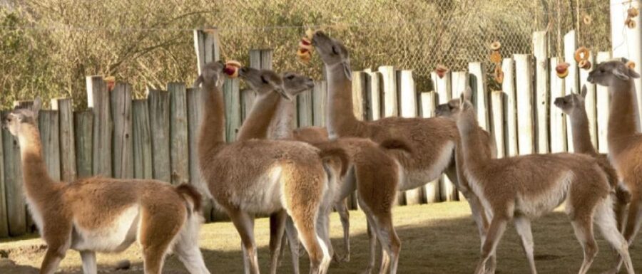 From Buenos Aires: Temaiken Zoo Tour with Ticket Included - Meeting farm animals at La Chacra