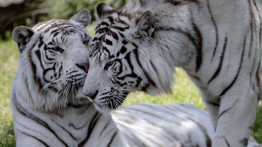 From Buenos Aires: Temaiken Zoo Tour with Ticket Included - The 360-degree cinema and wider park experience