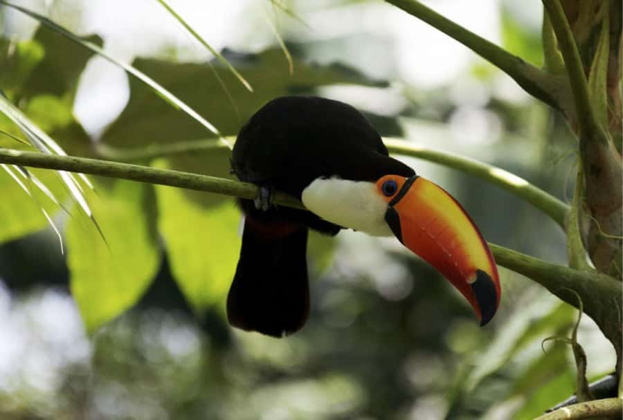 From Buenos Aires: Temaiken Zoo Tour with Ticket Included - How the guide affects the day