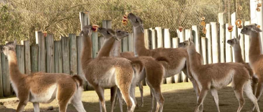 From Buenos Aires: Temaiken Zoo Tour with Ticket Included - Is $135 good value?