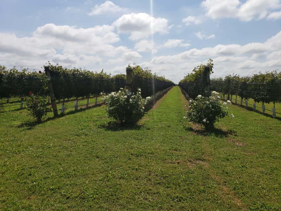 From Cordoba: Private Wine tour & History - Why this Córdoba day trip works