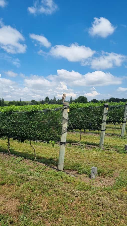 From Cordoba: Private Wine tour & History - Following the Camino Real to Jesús María