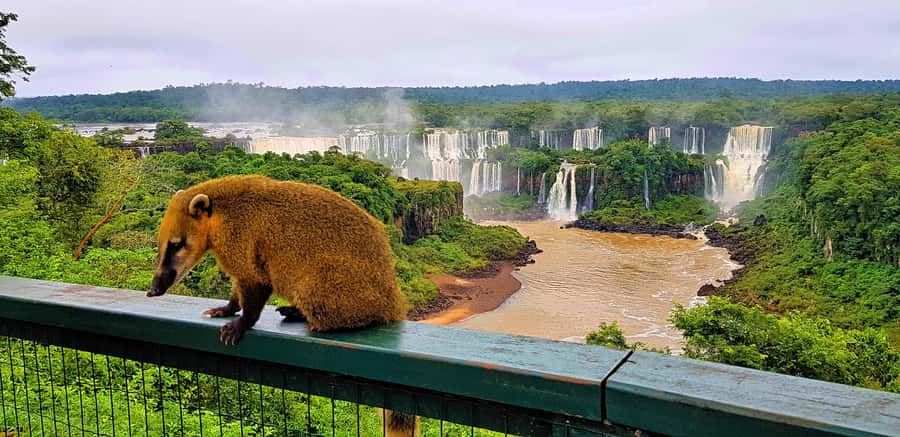 From Foz do Iguaçu: Brazilian Side of the Falls with Ticket - Pickup from Foz do Iguaçu and the 40-minute ride