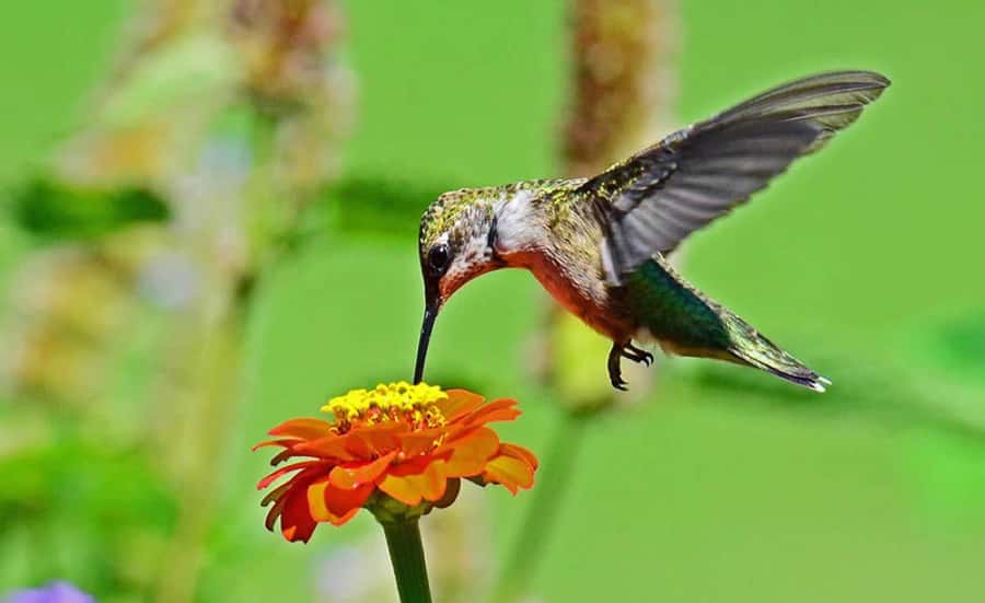 From Iguazú: Explore natural diversity at the Biocenter - Key points to know before you go
