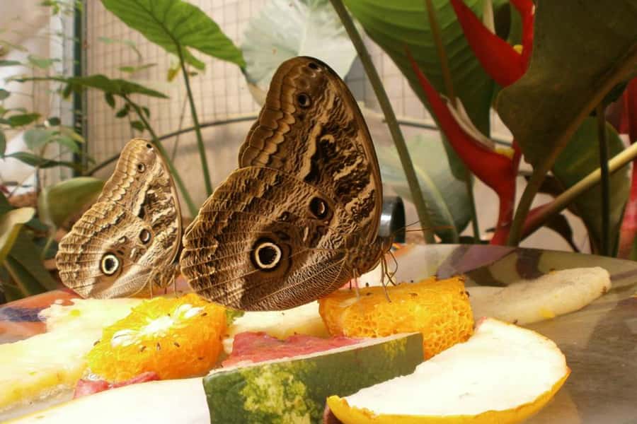From Iguazú: Explore natural diversity at the Biocenter - What the Iguazú Biocenter actually offers