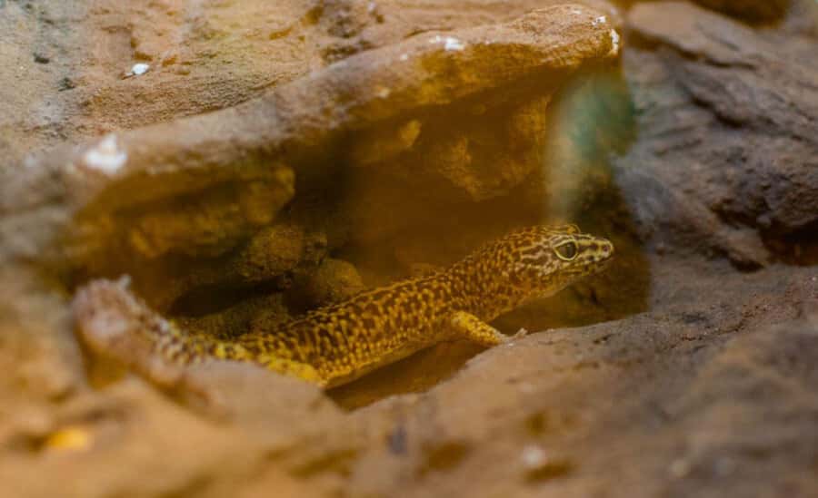 From Iguazú: Explore natural diversity at the Biocenter - How long should you really plan for?