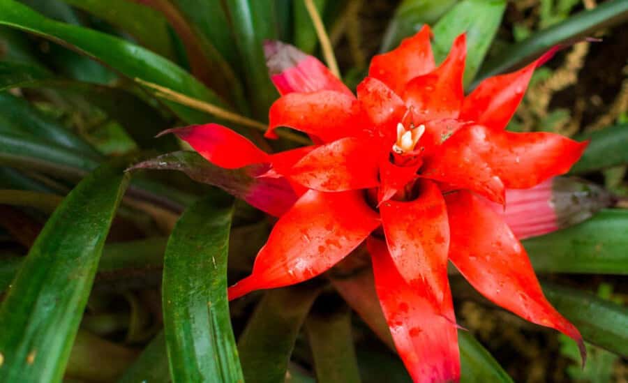From Iguazú: Explore natural diversity at the Biocenter - Transfers from Puerto Iguazú and guide service
